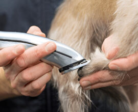 mobile dog clippers