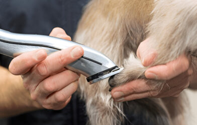 mobile dog clippers