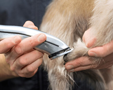mobile dog clippers