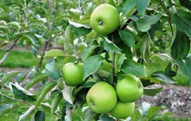 Granny Smith apples