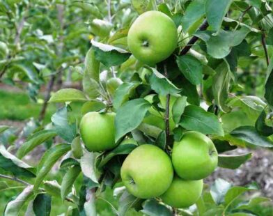 Granny Smith apples