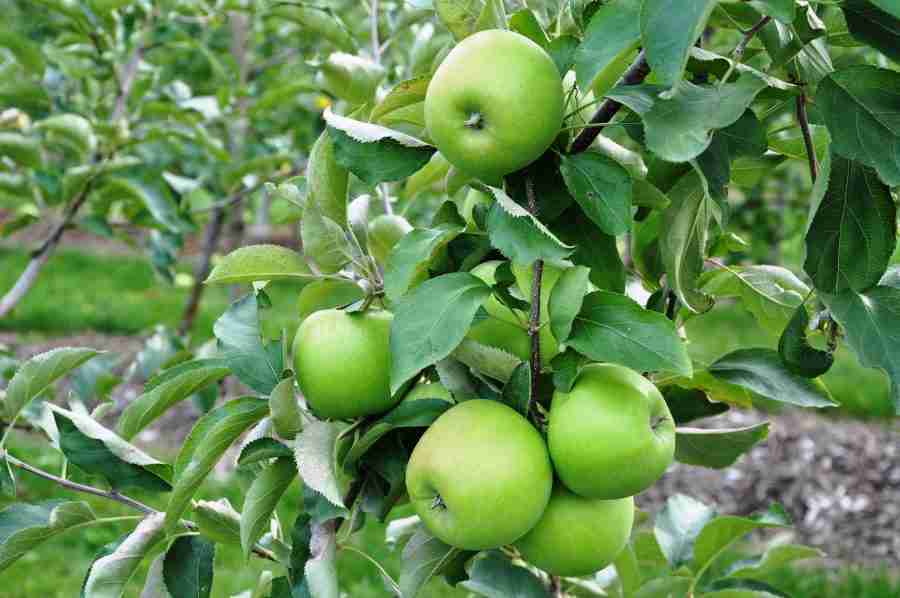 Granny Smith apples