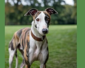 Staffordshire Cross Whippet