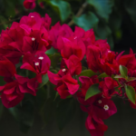 bougainvillea winter care guide