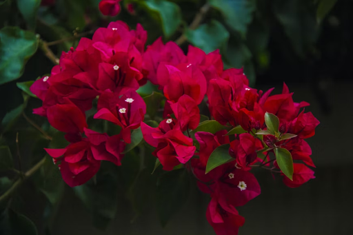 bougainvillea winter care guide